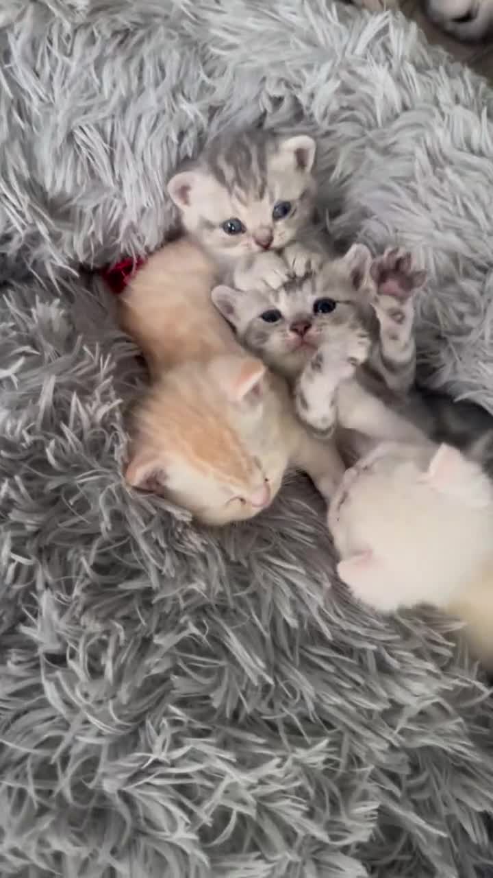 British Shorthair cats for sale: Beautiful BSH silver and gold tabby kittens ❤️ - Video 2