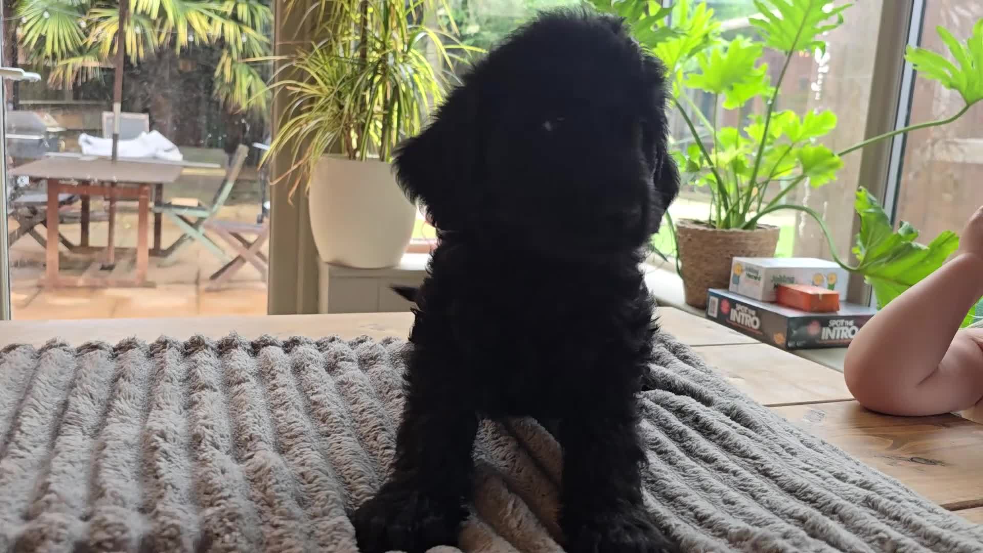 Labradoodle dogs for sale: 4 Gorgeous Fluffy Labradoodle girls - Video 4