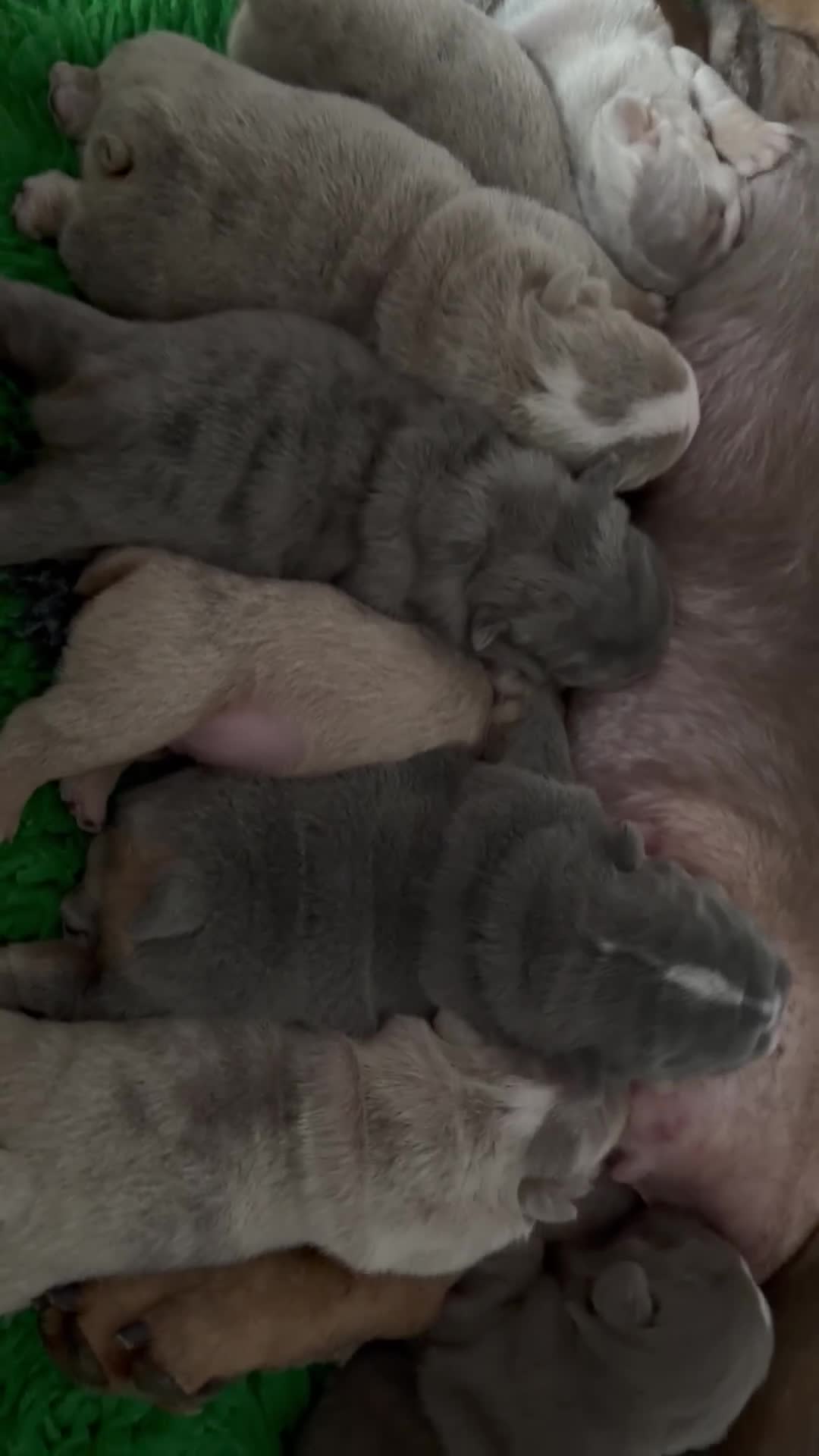 English Bulldog dogs for sale: Kc reg Incredible litter health tested Parents  - Video 3