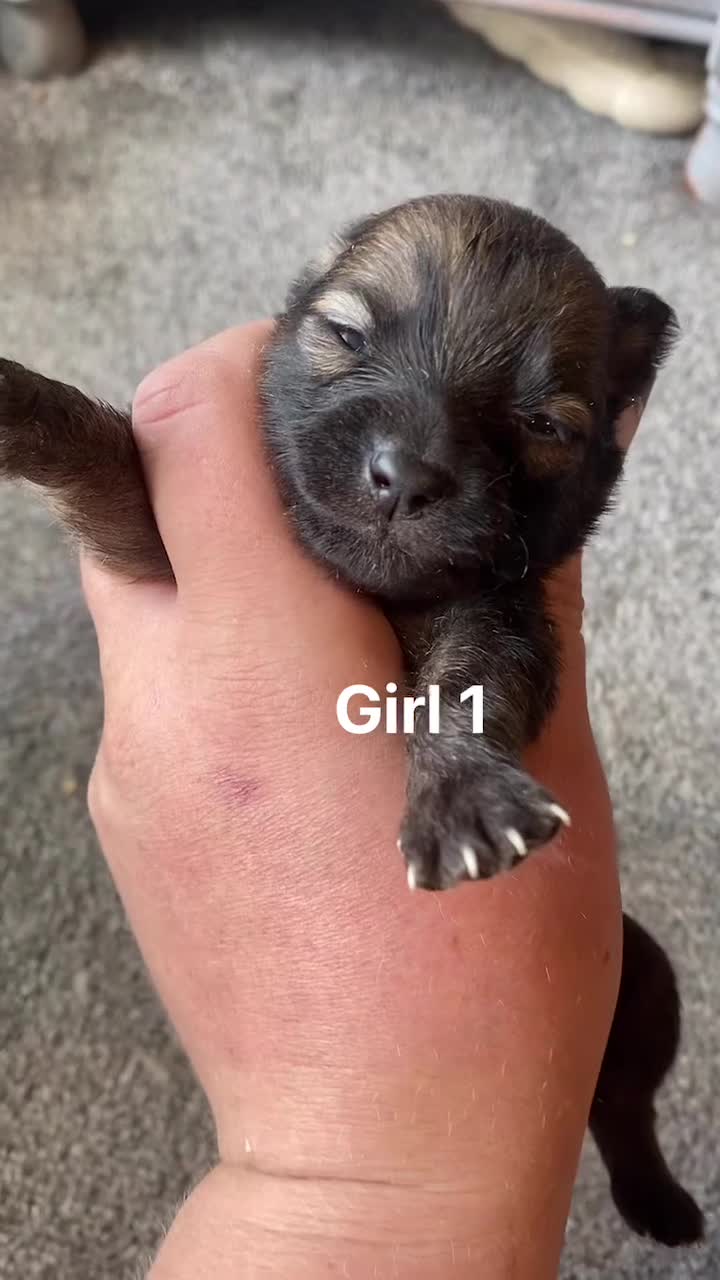 Pomeranian dogs for sale: Pomeranian pups available  - Video 1