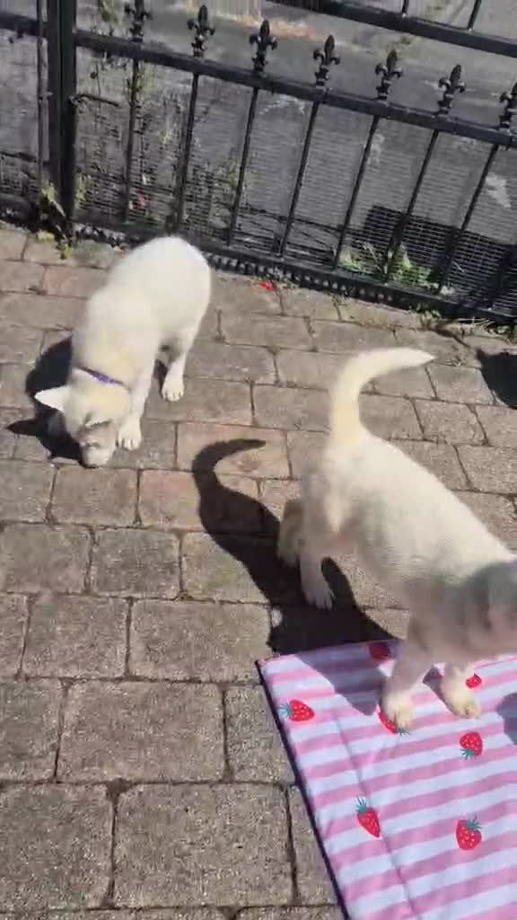 Siberian Husky dogs for sale: 2 female Beautiful White Husky Puppies Ready Now. - Video 1