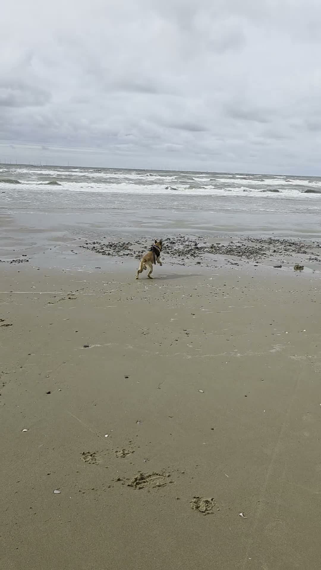 Labrador Retriever dogs for sale: Gorgeous Fox Red Labrador - 11 months in Wrexham - Video 1