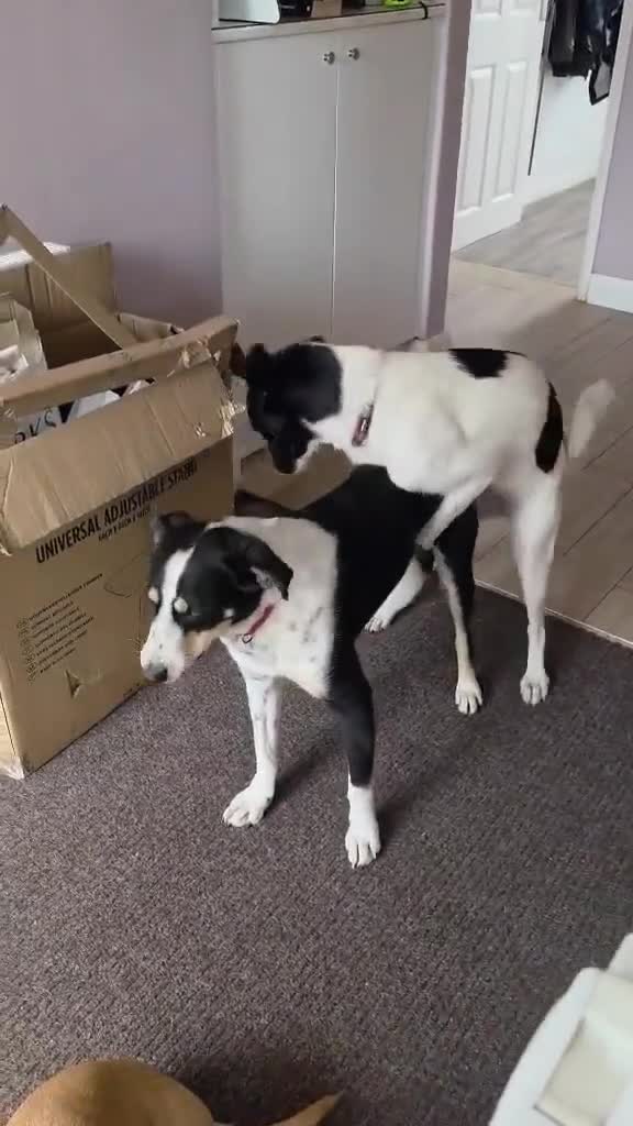 Mixed Breed dogs for adoption:     🐾 Tommy 💙 Your Dog’s New Best Friend  - Video 3