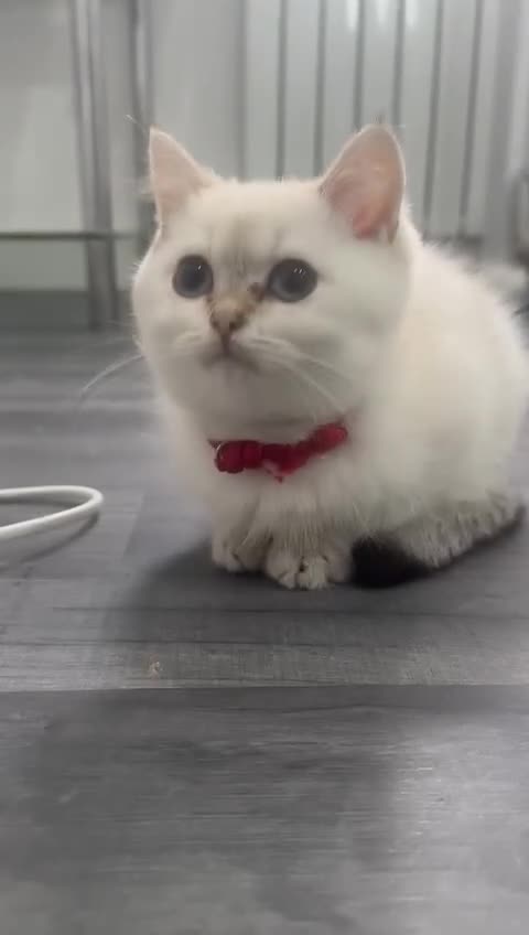 British Shorthair cats for sale: Beautiful golden white British short hair  - Video 2