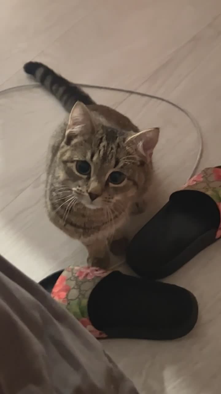 British Shorthair cats for sale: Milo  - Video 1