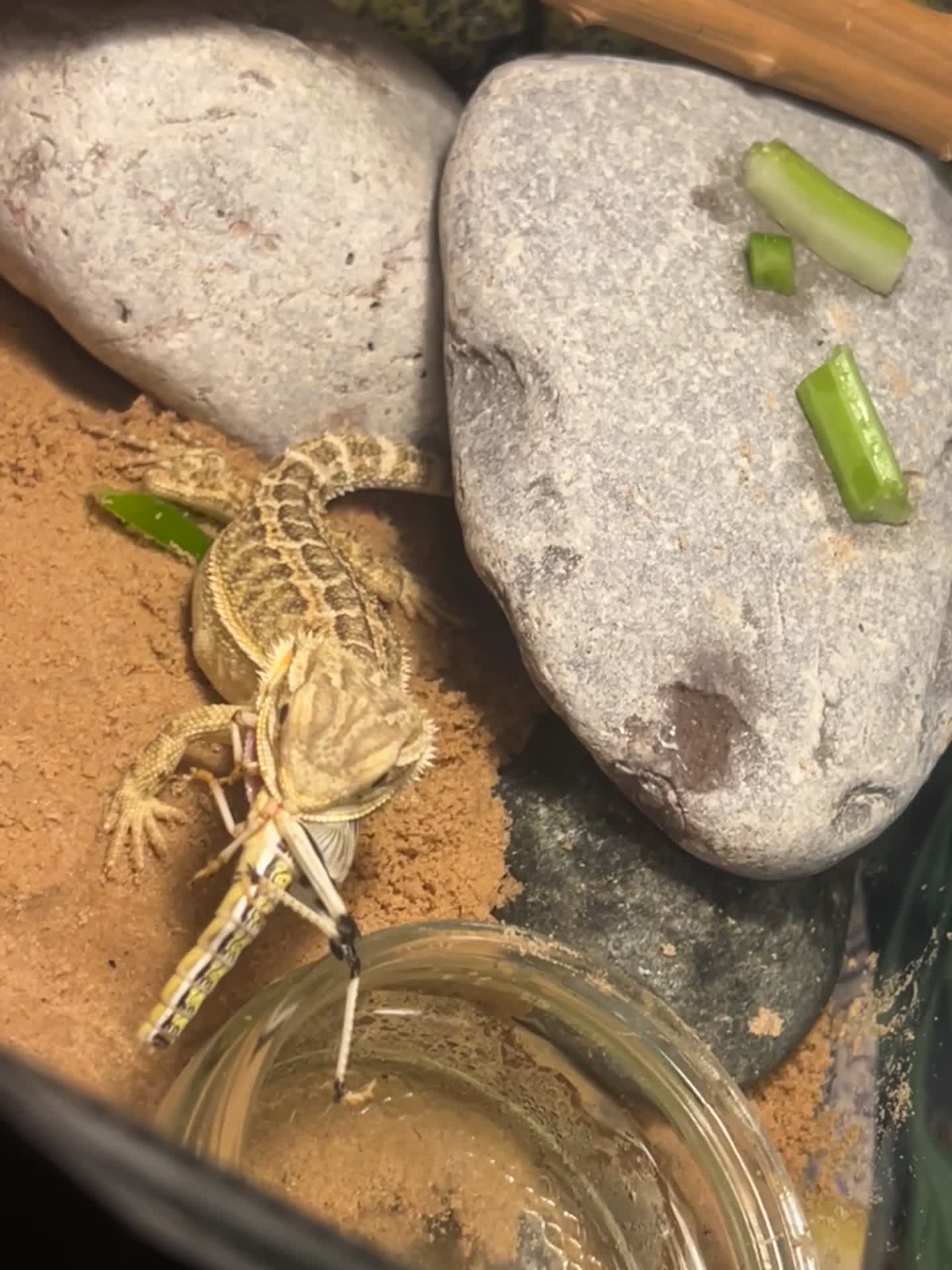 Bearded Dragon reptiles for sale: 6 month old male beared dragon  - Video 1