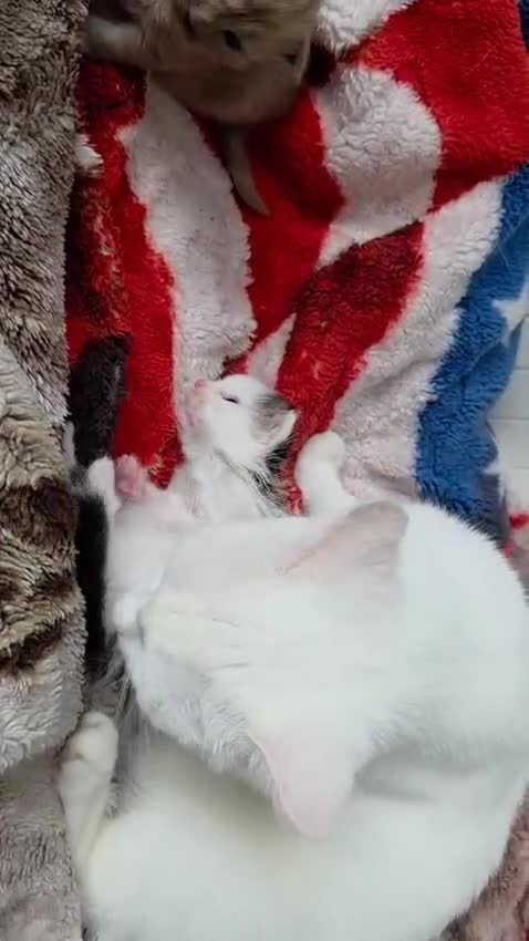 Mixed Breed cats for sale: Kittens😻Ragdoll x domestic cat short hair 😽 - Video 1