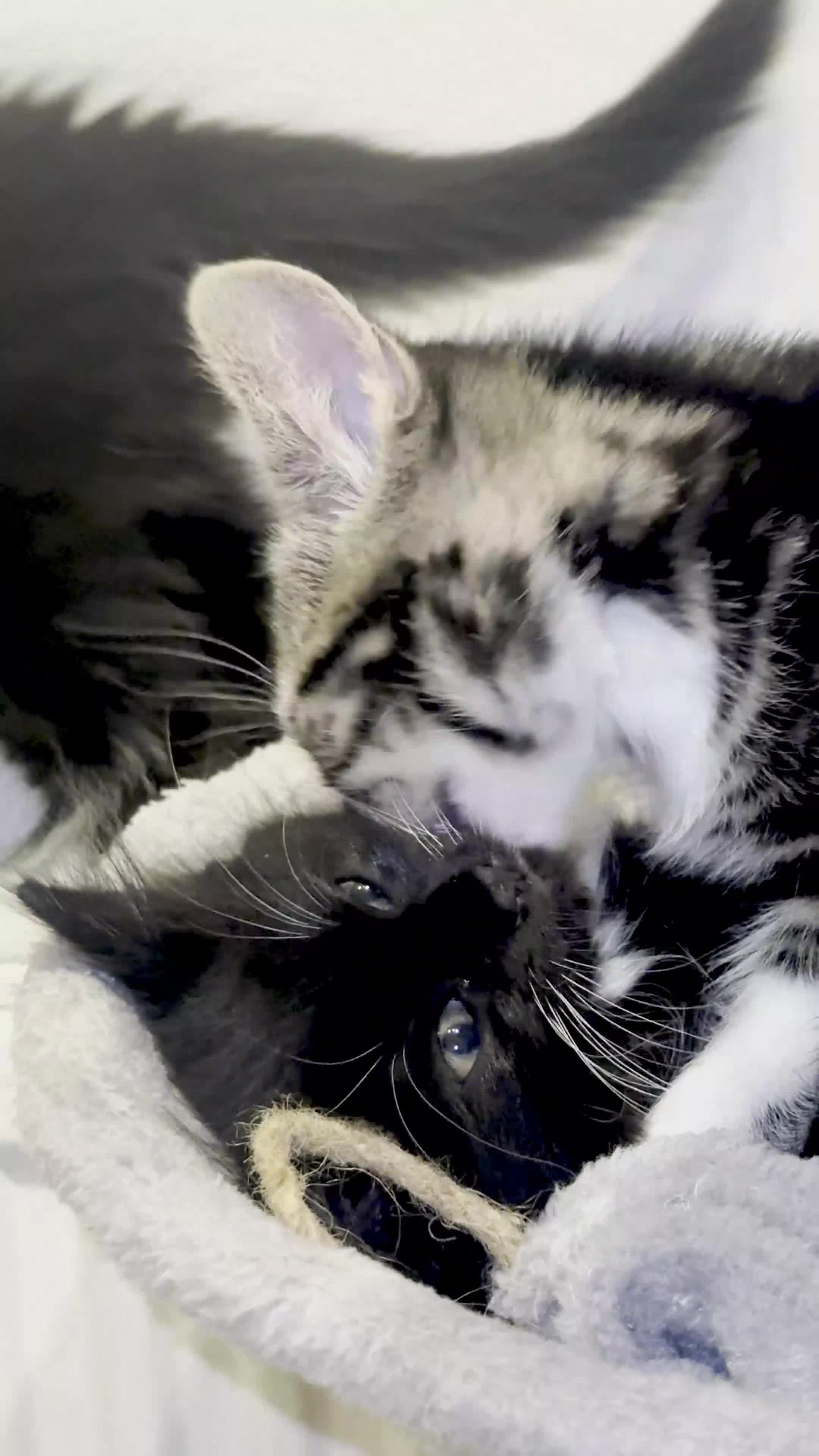 Mixed Breed cats for sale: Beautiful kittens are looking for their new family - Video 1