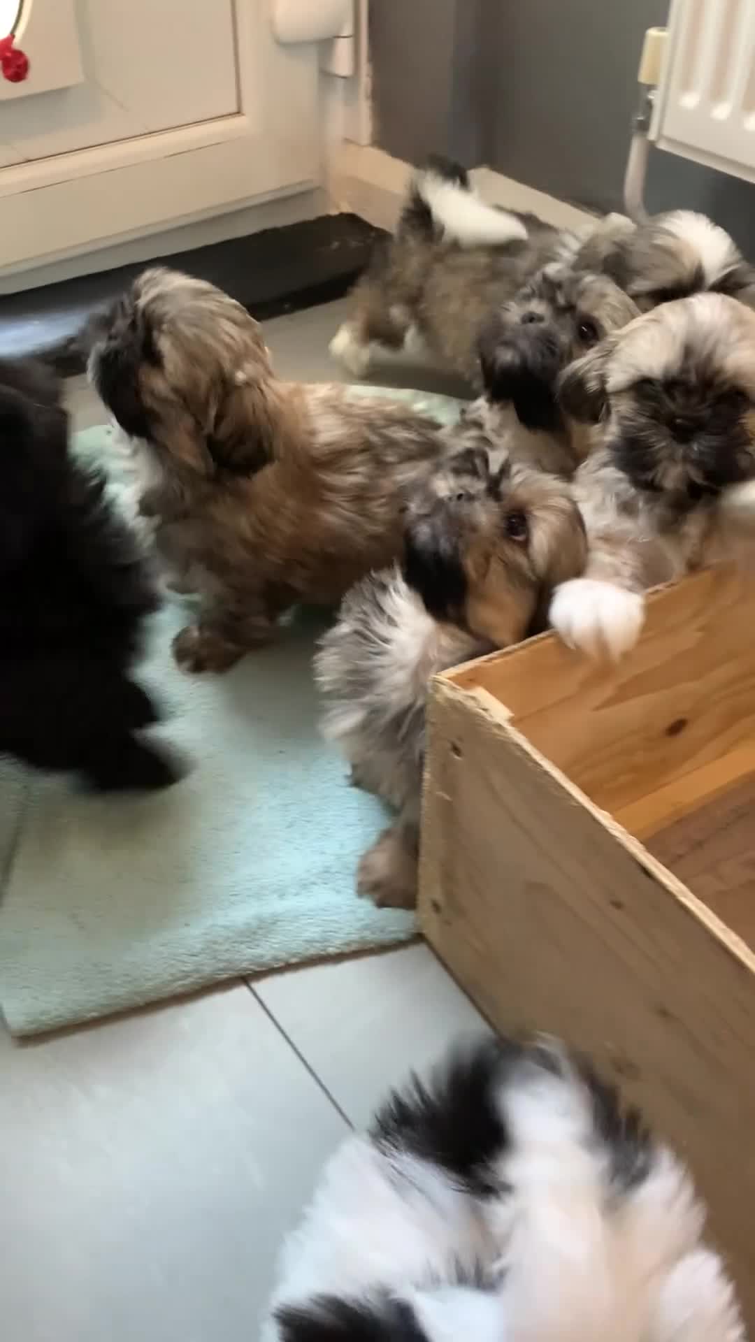 Shih Tzu dogs for sale: Shih tzu puppies  in Sutton-in-Ashfield - Video 1