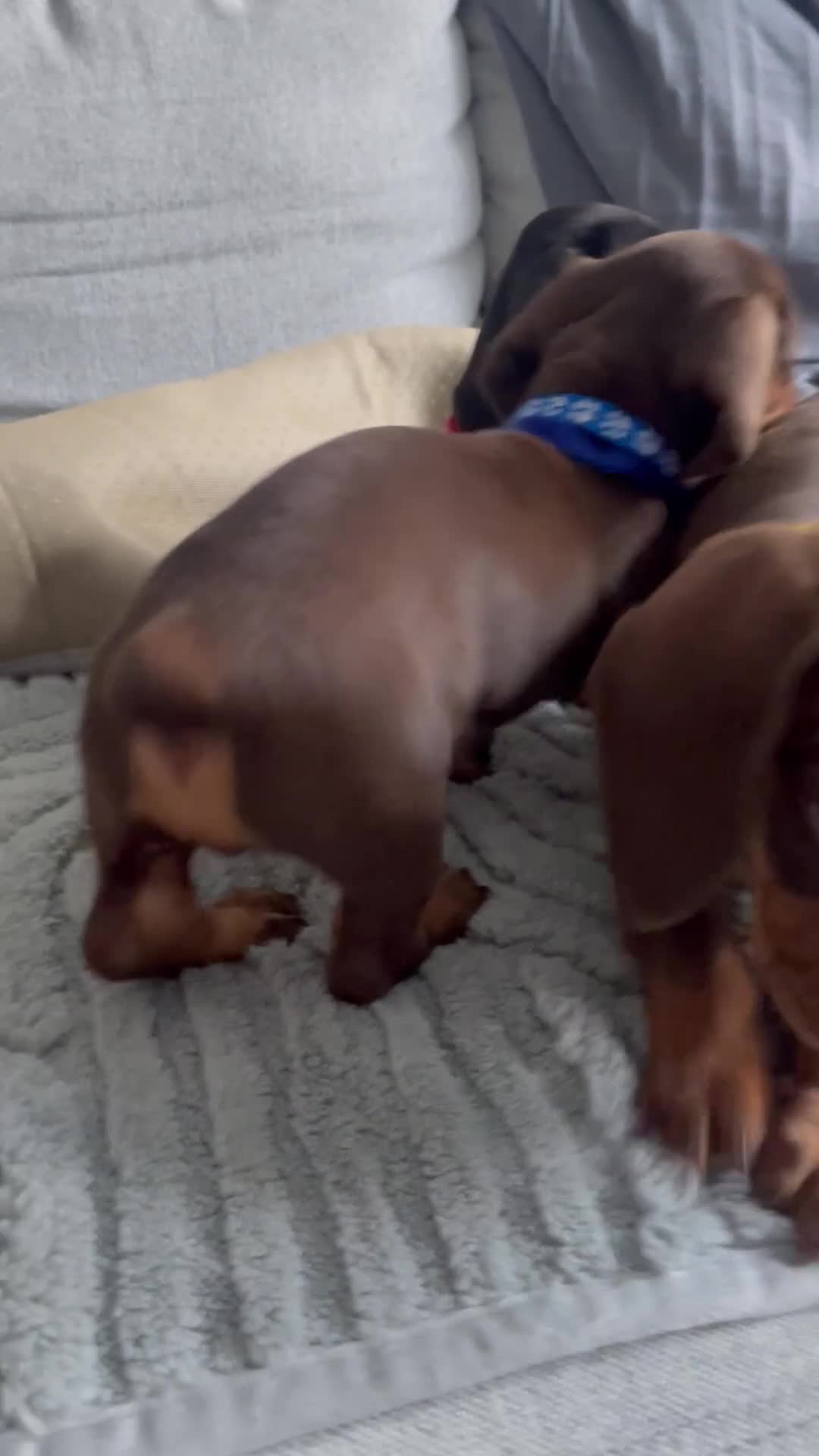 Dachshund dogs for sale: Mini Dachshunds puppies for sale  in Thornton Heath - Video 1