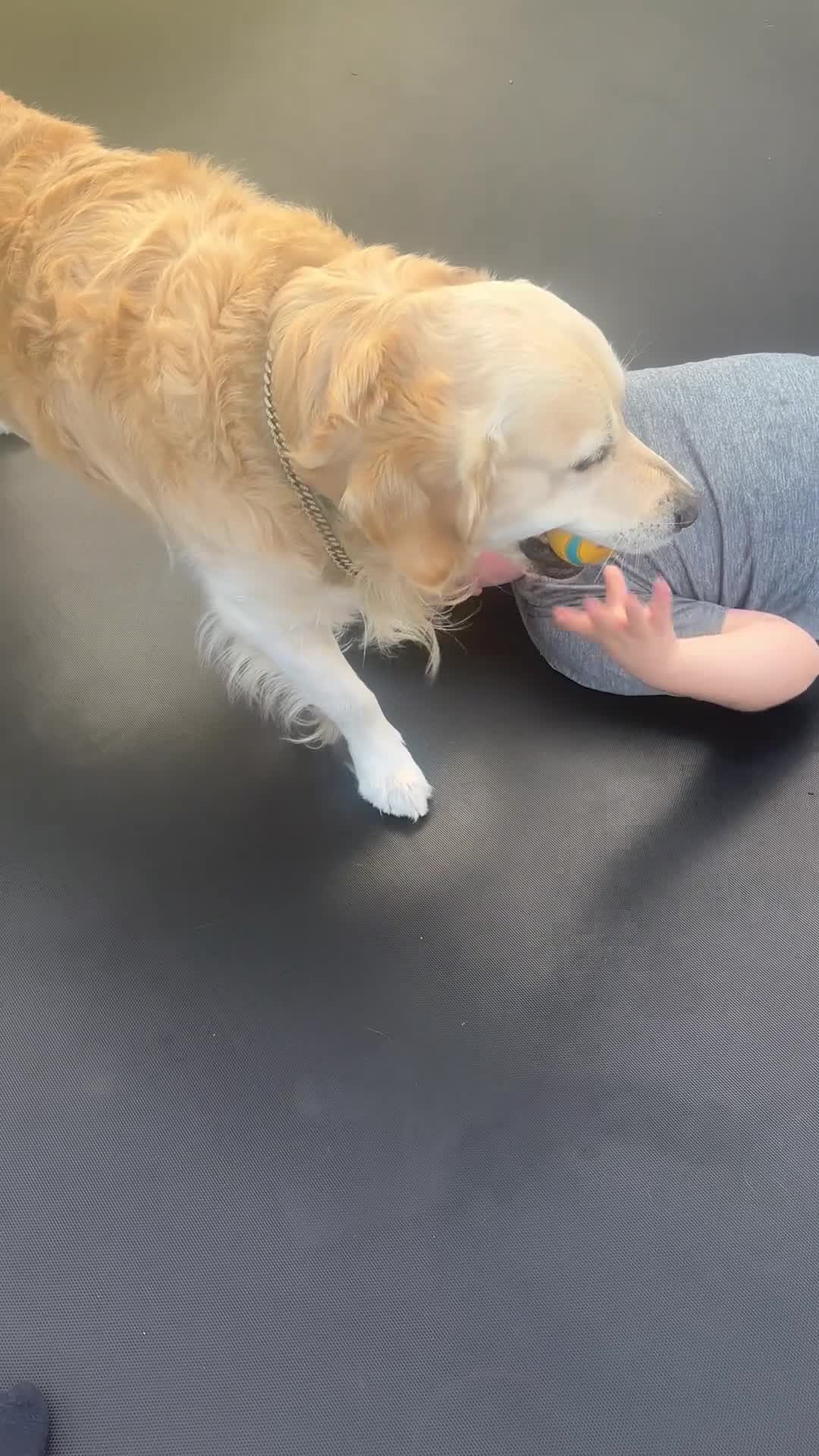 Golden Retriever dogs for stud: Extremely handsome boy - Video 2