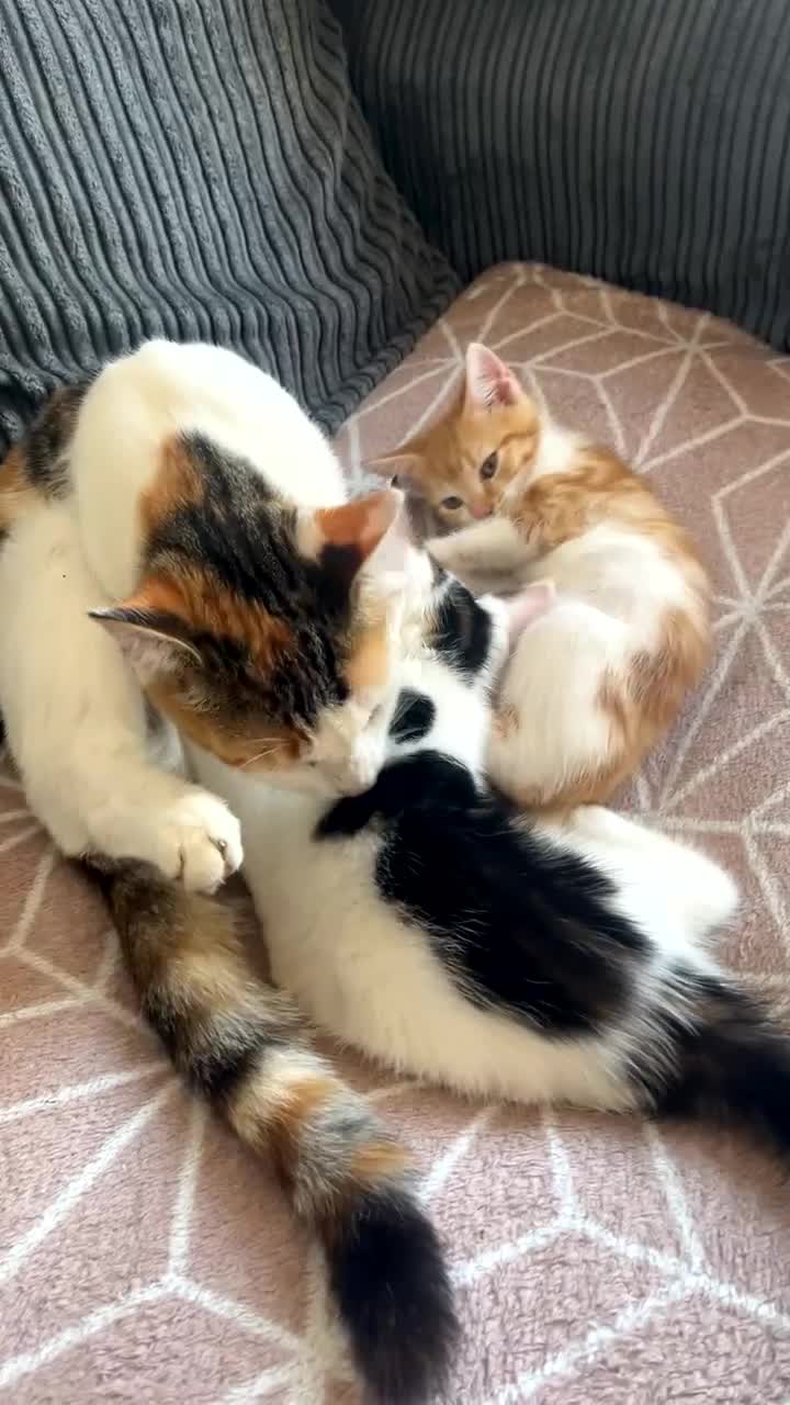 Mixed Breed cats for sale: 2 kittens for sale  - Video 2