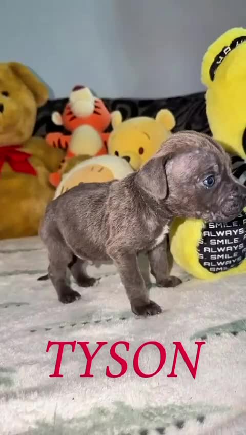 Cane Corso dogs for sale: Cane corso puppies, beautiful litter. - Video 2