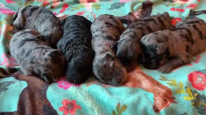Mini Goldendoodle dogs for sale: Beautiful miniature F2b goldendoodles.  - Video 1