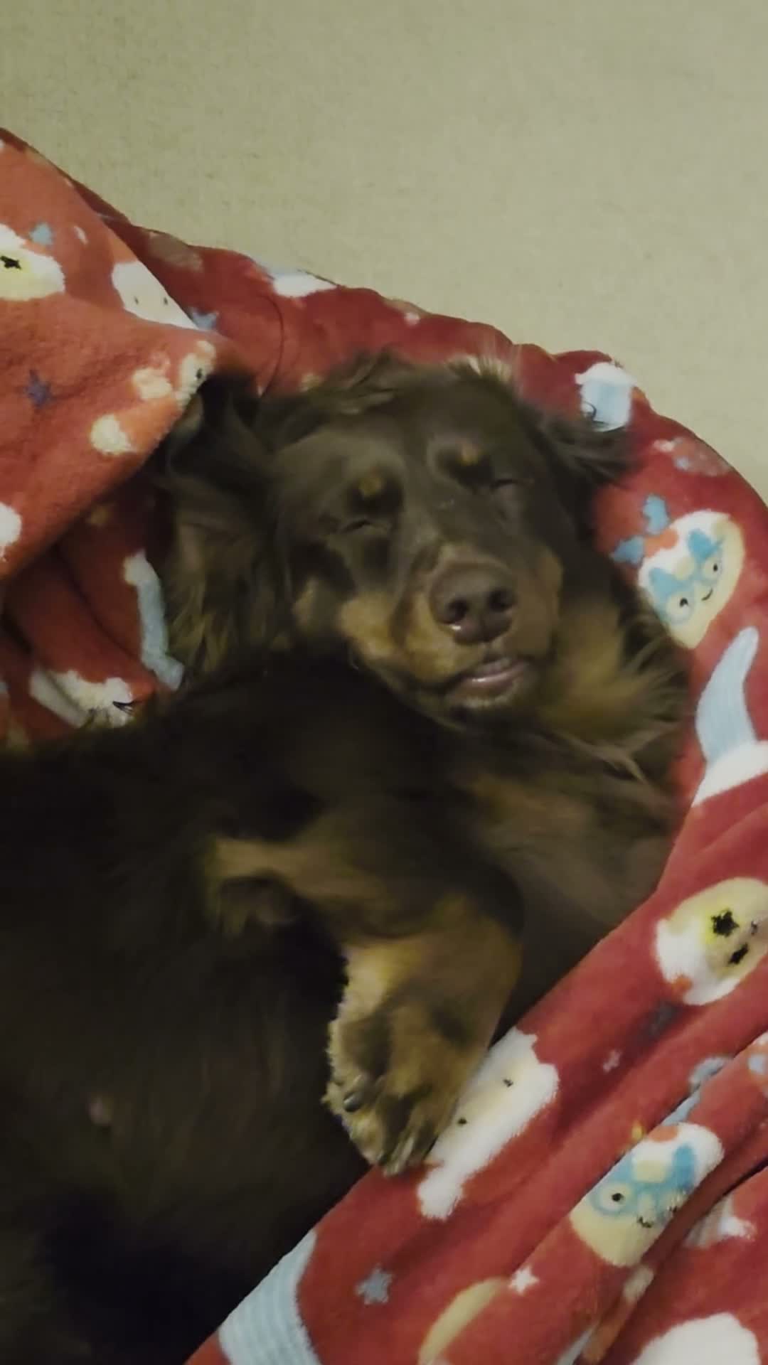 Dachshund dogs for sale: Twiggy in Wallasey - Video 2
