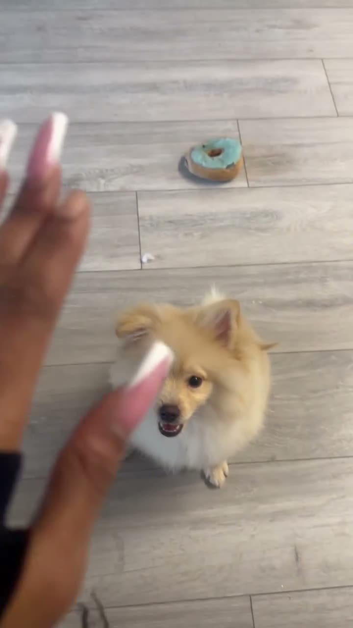 Pomsky dogs for sale: KING POMERANIAN BEAUTIFUL BOY  in Beckenham - Video 4