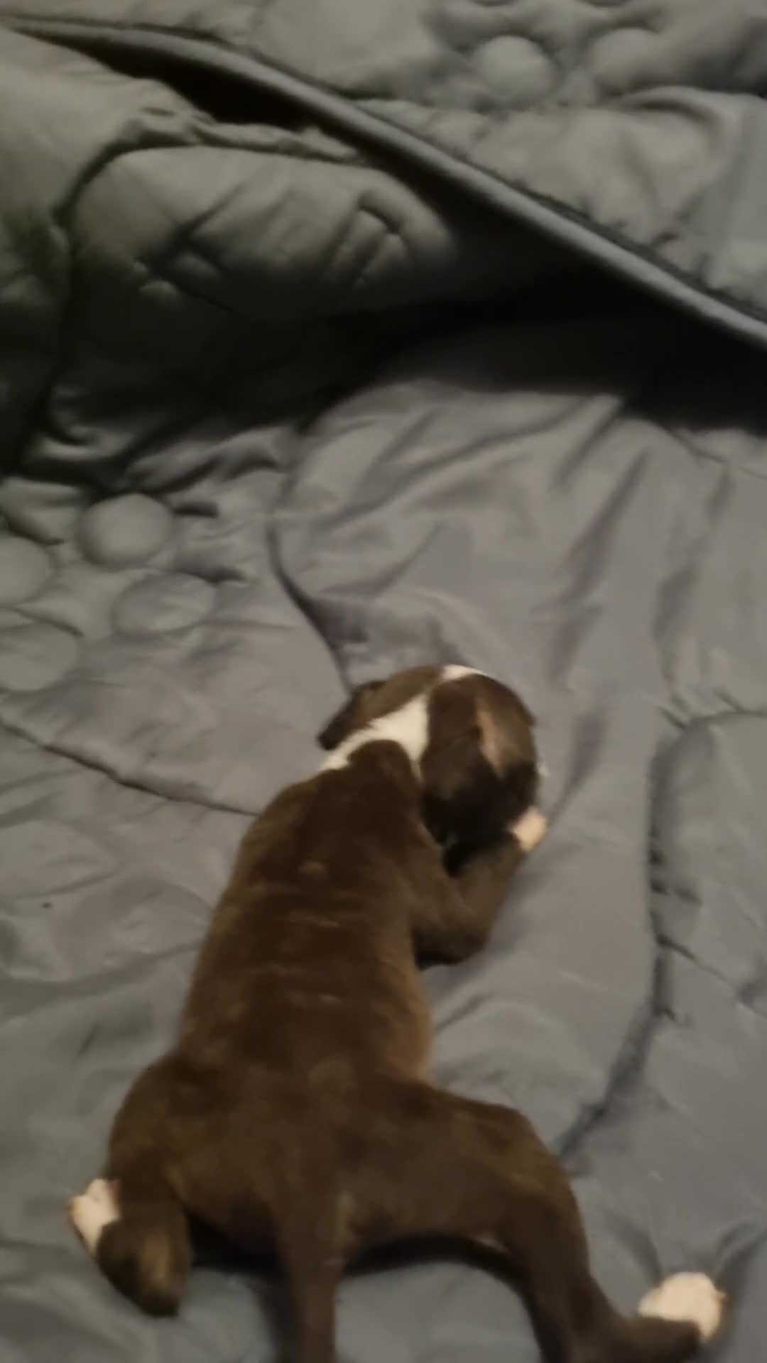 American Bull Staffy dogs for sale: American bull Staffy puppies in Chatham - Video 5