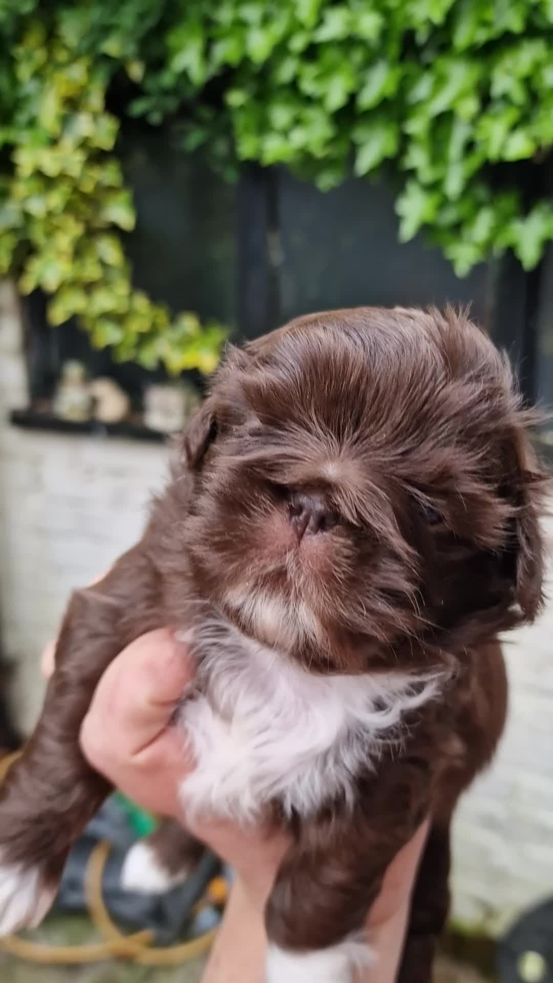Shih Tzu dogs for sale: 🌸 Beautiful Shih Tzu Girls Available - Video 2