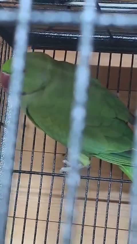 Ringnecks birds for sale: Indian ringneck  in Glasgow - Video 1