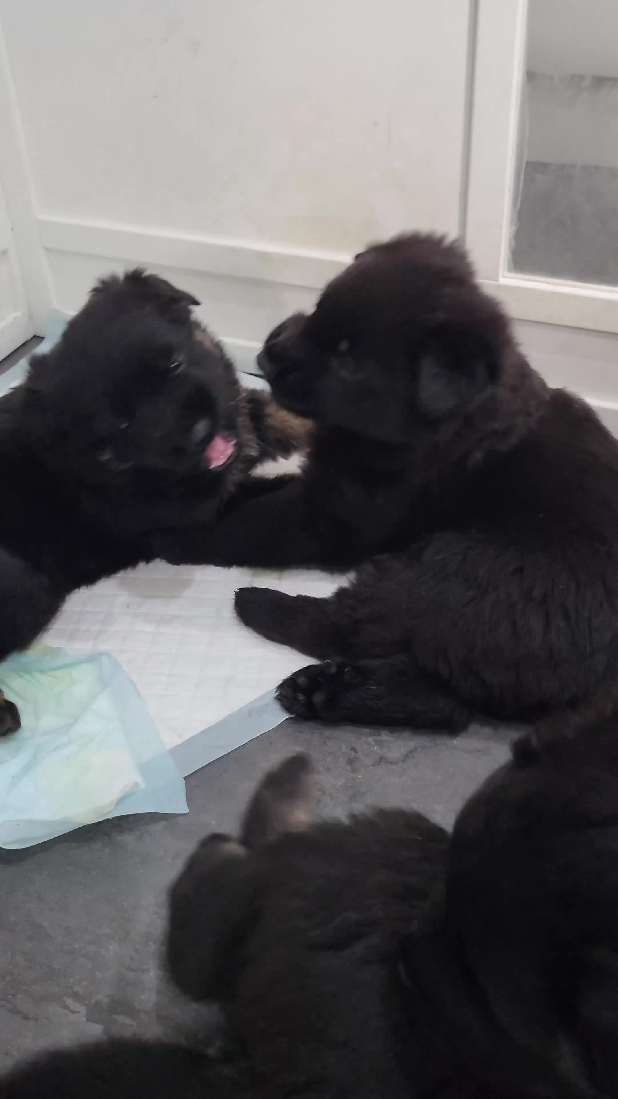 German Shepherd dogs for sale: Stunning GSD Litter - Video 1