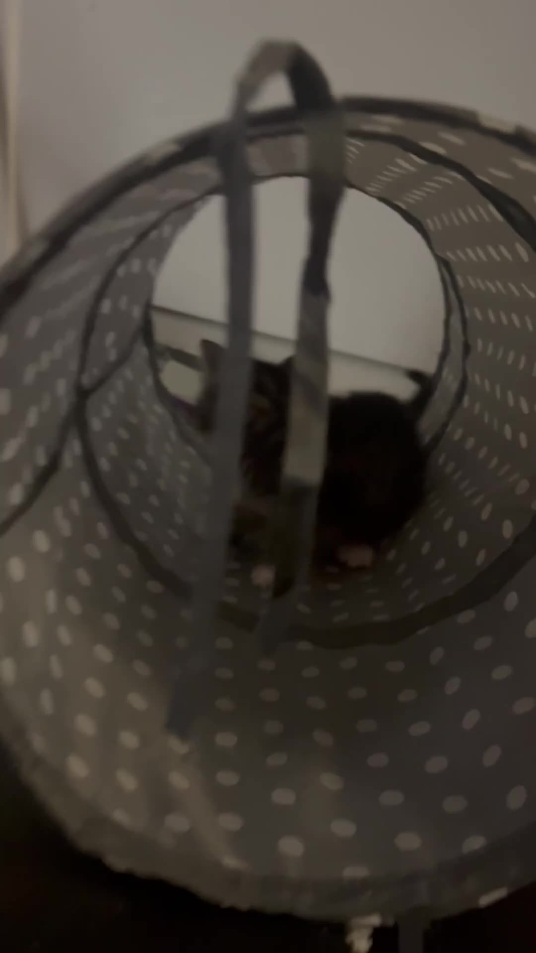 Mixed Breed cats for sale: Newborn kittens  - Video 1