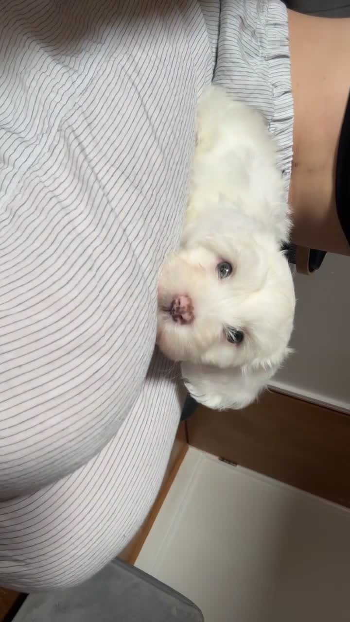 Bichon Frise dogs for sale: 🐶 Puppies Looking for Their Forever Homes 🐶 - Video 1