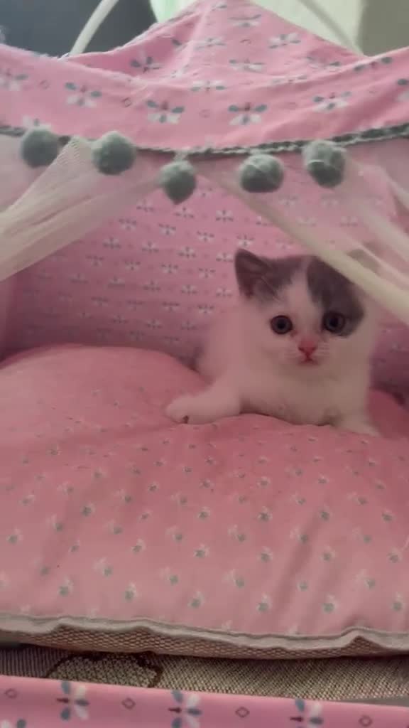 British Shorthair cats for sale: Beautiful bi colored British shorthair girl in Birmingham - Video 1