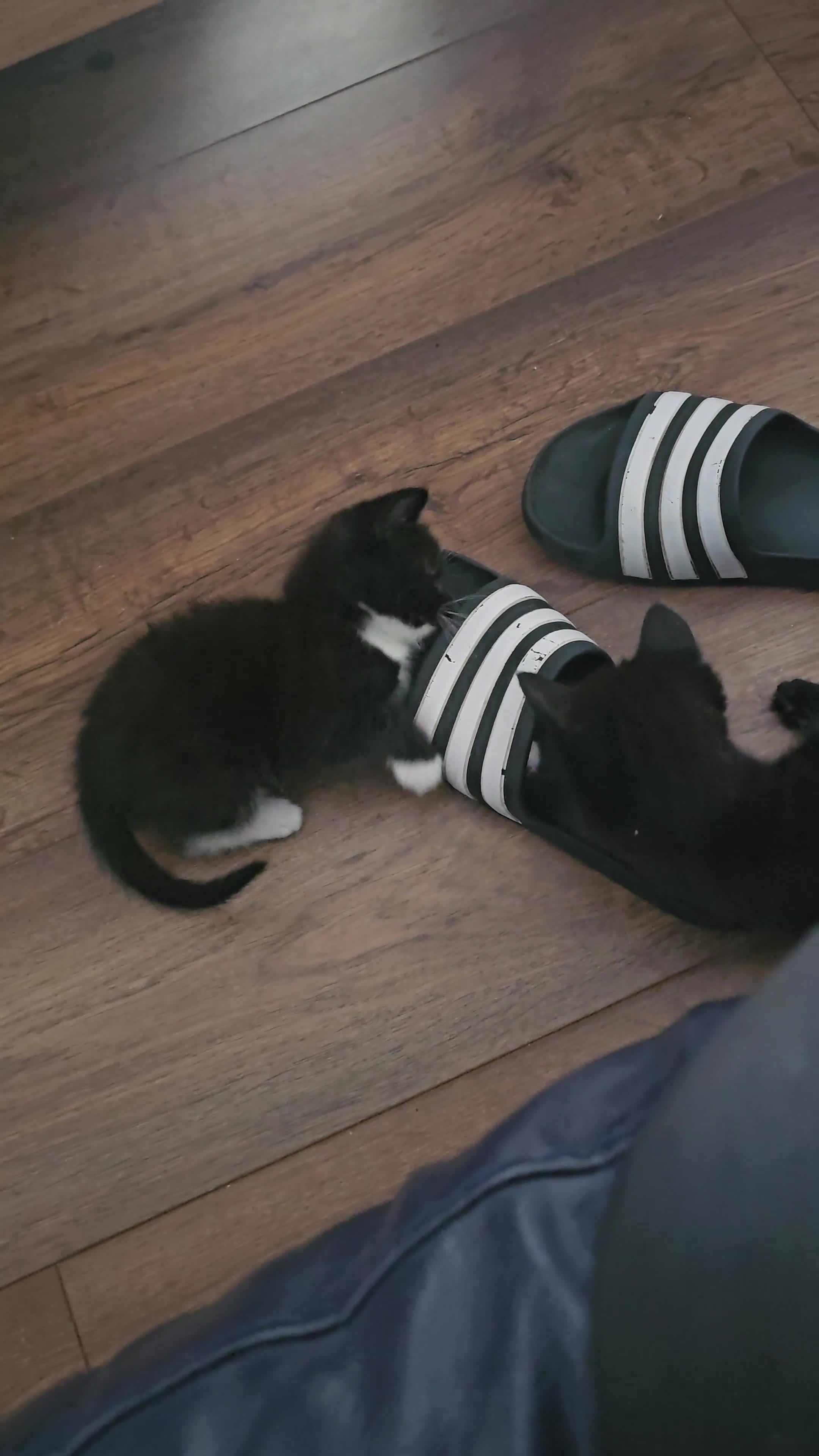 Mixed Breed cats for sale: 5 little kittens ready for the new lovely homes  ! in Cheltenham - Video 5