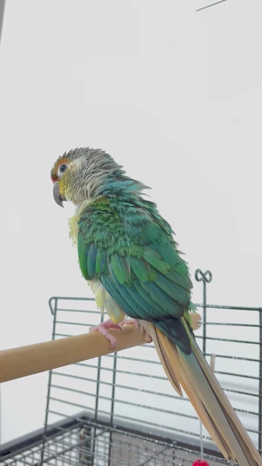 Conures birds for sale: Green Cheek Conure – Sweet, Tame & Loving in London - Video 3