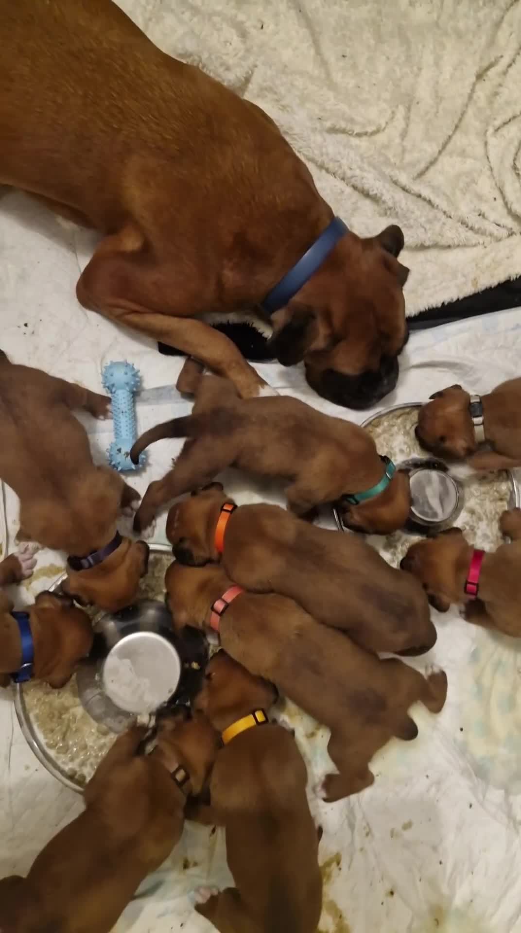 Boxer dogs for sale: Gorgeous Litter of 9 KC Registered Boxer Puppies - Video 4