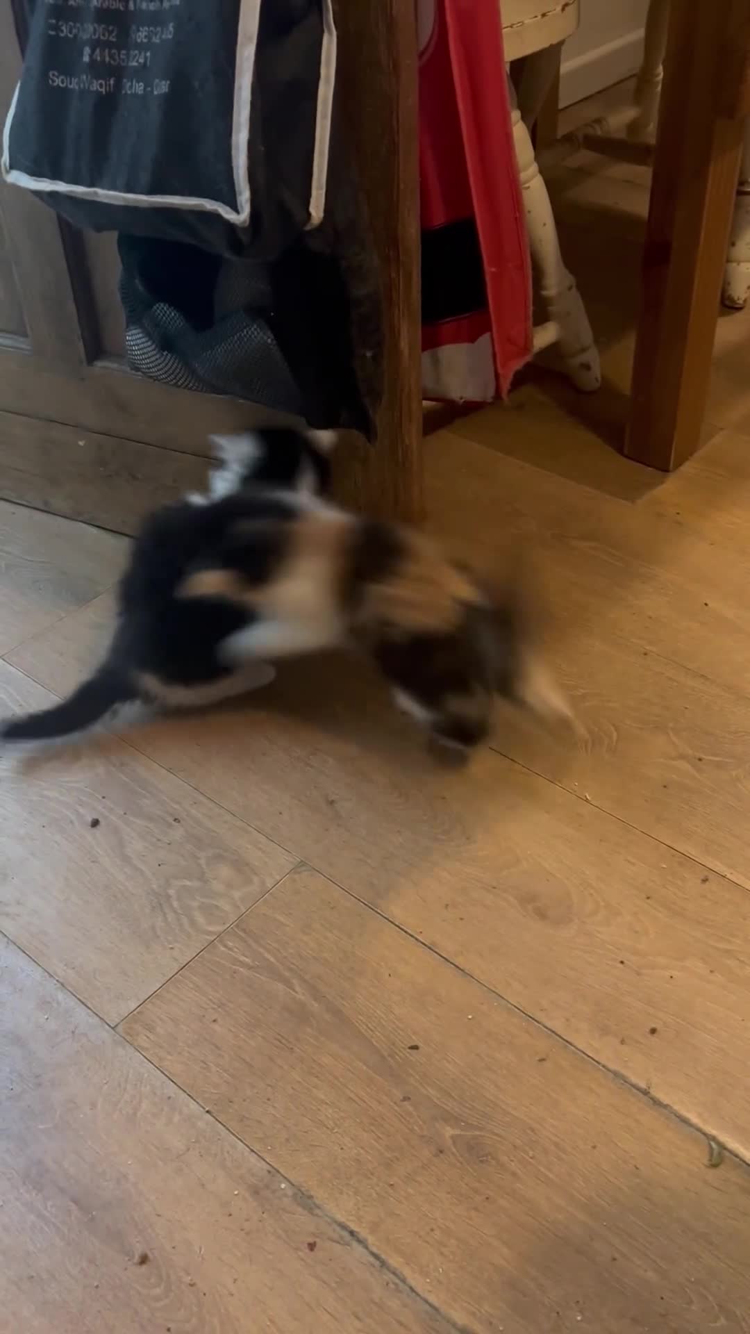 Mixed Breed cats for sale: Five semi long haired kittens available now - Video 1