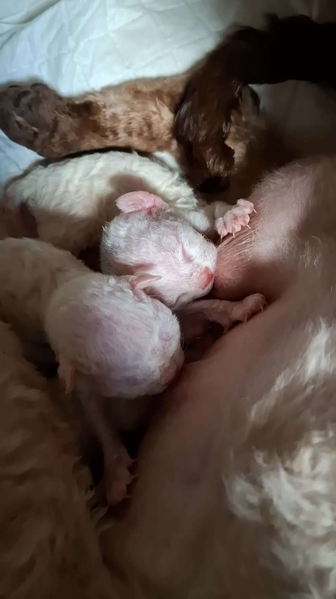 Devon Rex cats for sale: Pedigree Devon Rex Kittens - Video 1