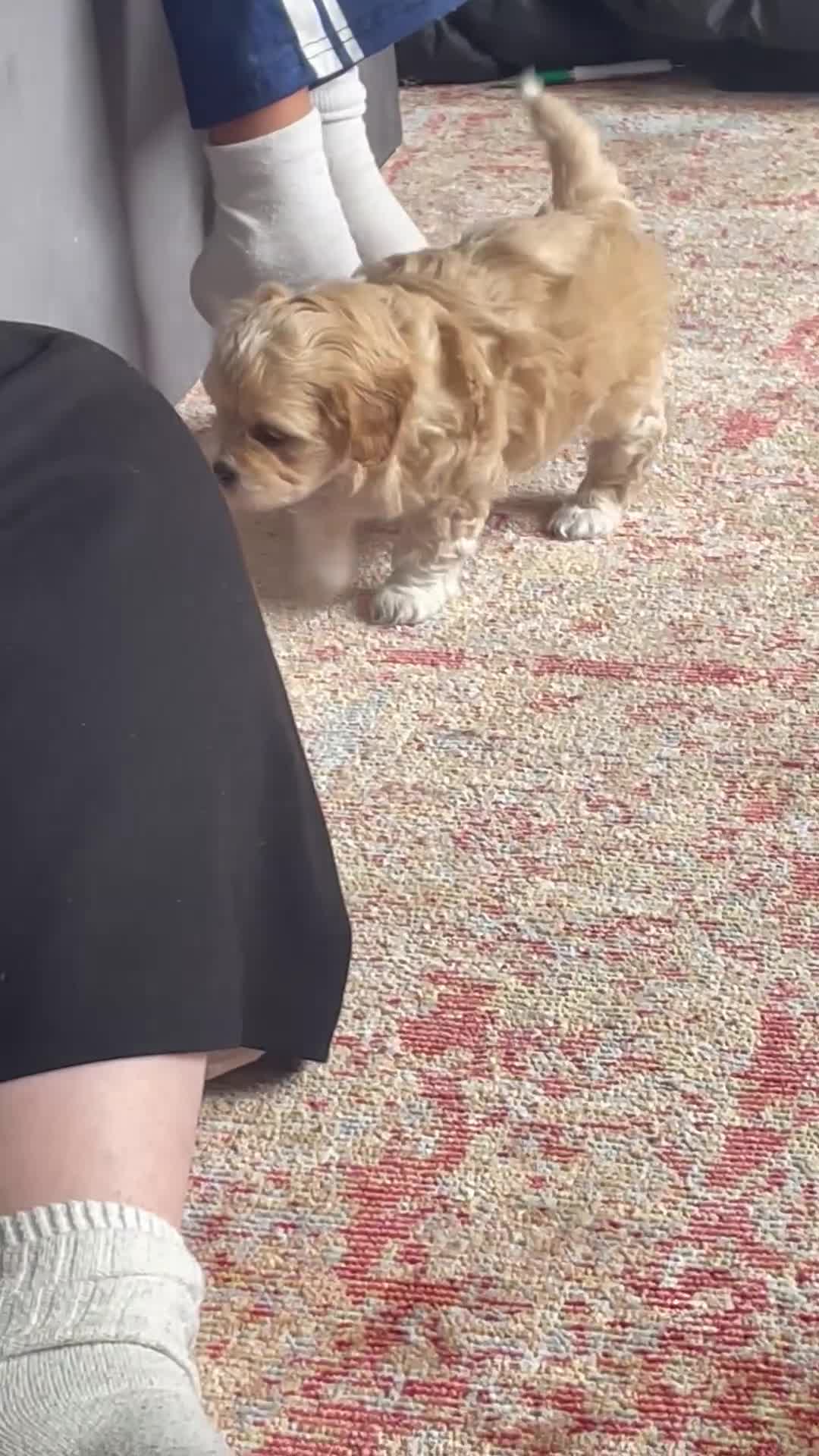 Mixed Breed dogs for sale: Shihzu x poodle x bichon   in Sutton-in-Ashfield - Video 1