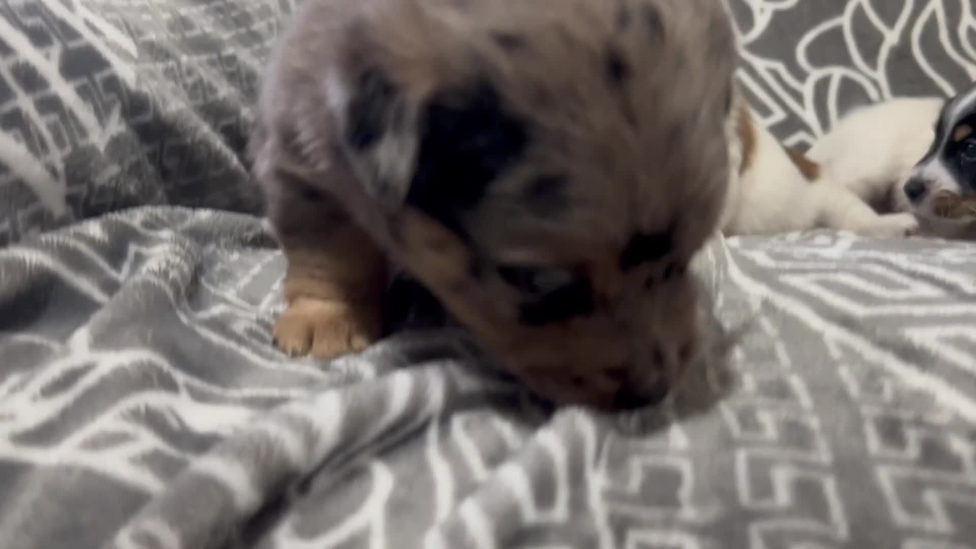 Jack Russell dogs for sale: Beautiful Jack Russell Terrier puppies available  - Video 1