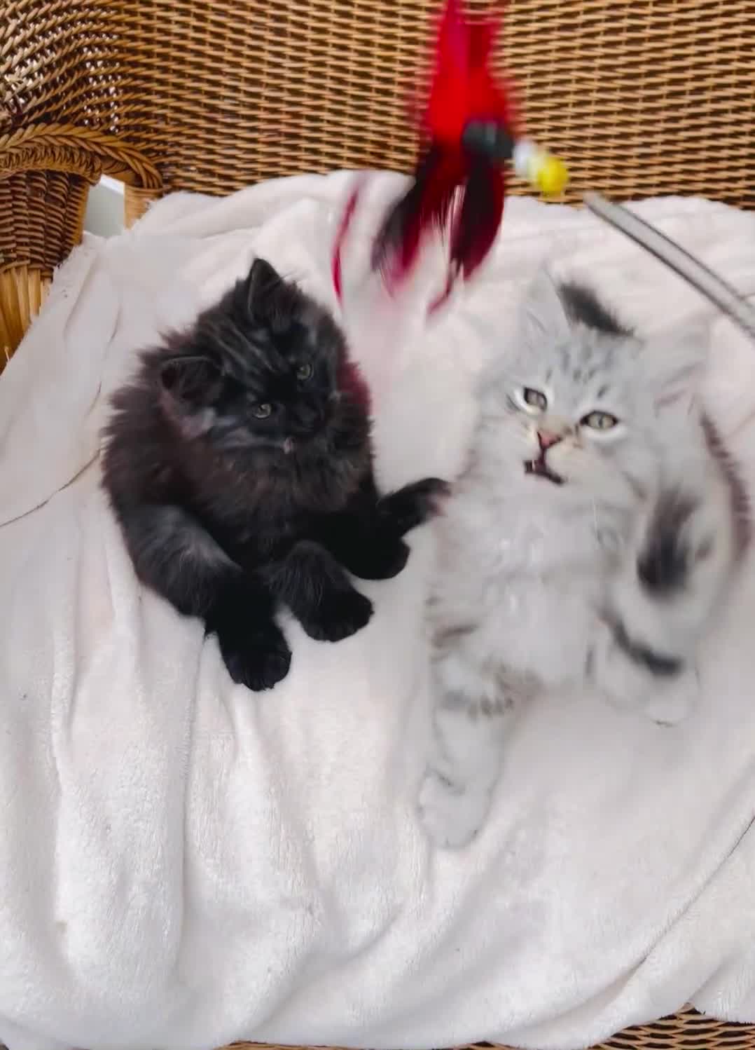 Siberian cats for sale: Fluffy, purebred, healthy Siberians come available - Video 2