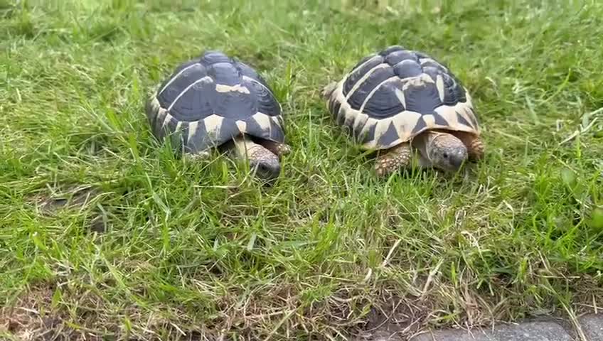 Tortoise reptiles for sale: Male & female Hermann Tortoise in Portsmouth - Video 1