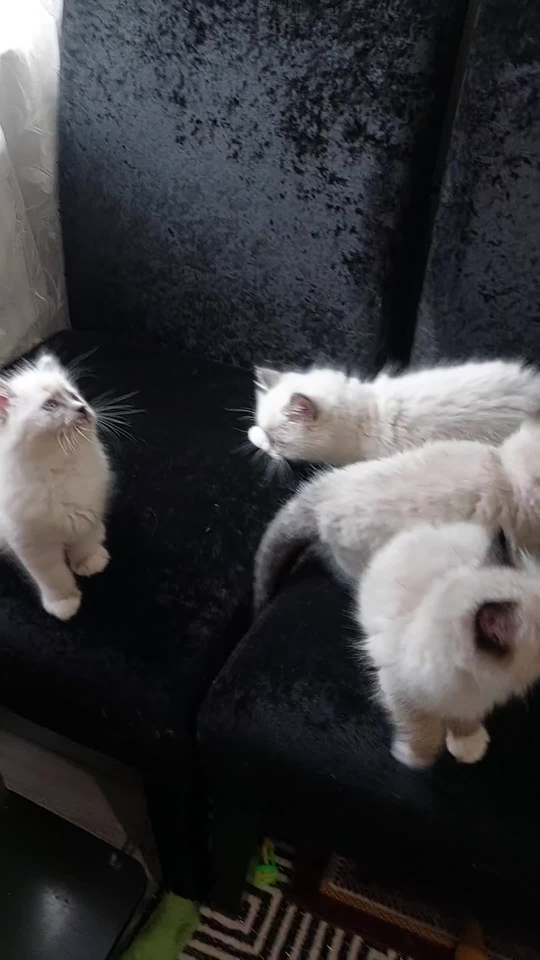 Ragdoll cats for sale: The most beautiful and adorable Ragdoll kittens  - Video 1