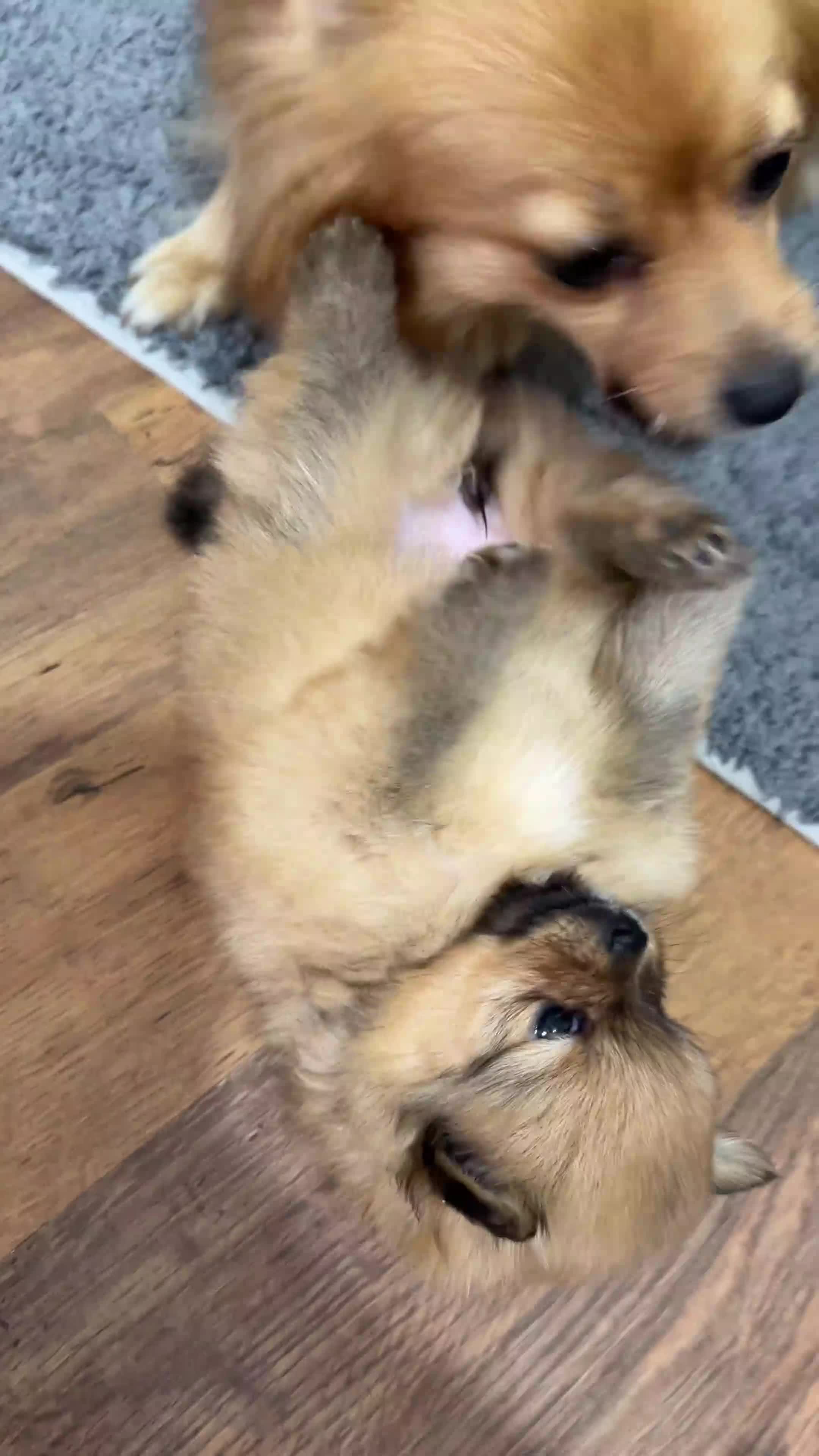 Pomeranian dogs for sale: Beautiful Pomeranian puppies in Burnley - Video 1