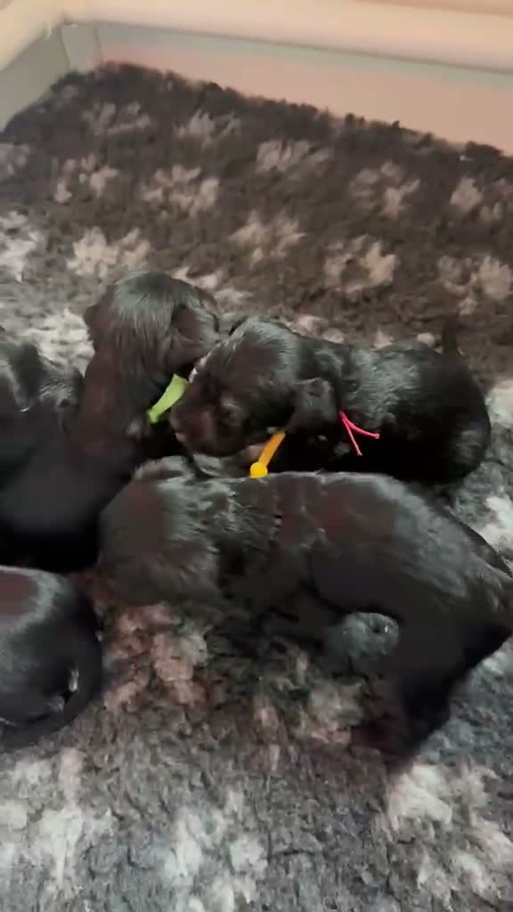 Miniature Schnauzer dogs for sale: 🐾 Beautiful KC Reg Miniature Schnauzer Puppies🐾 - Video 4