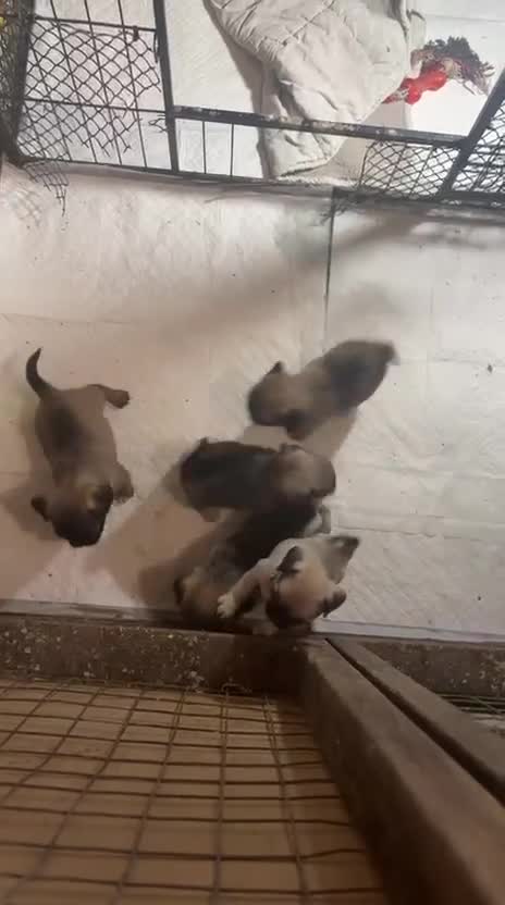 Mixed Breed dogs for sale: Beautiful puppies ready now  - Video 3