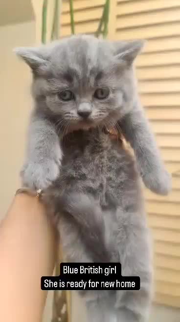 British Shorthair cats for sale: Last friendly girl-pure BSH parents pedigree  - Video 1