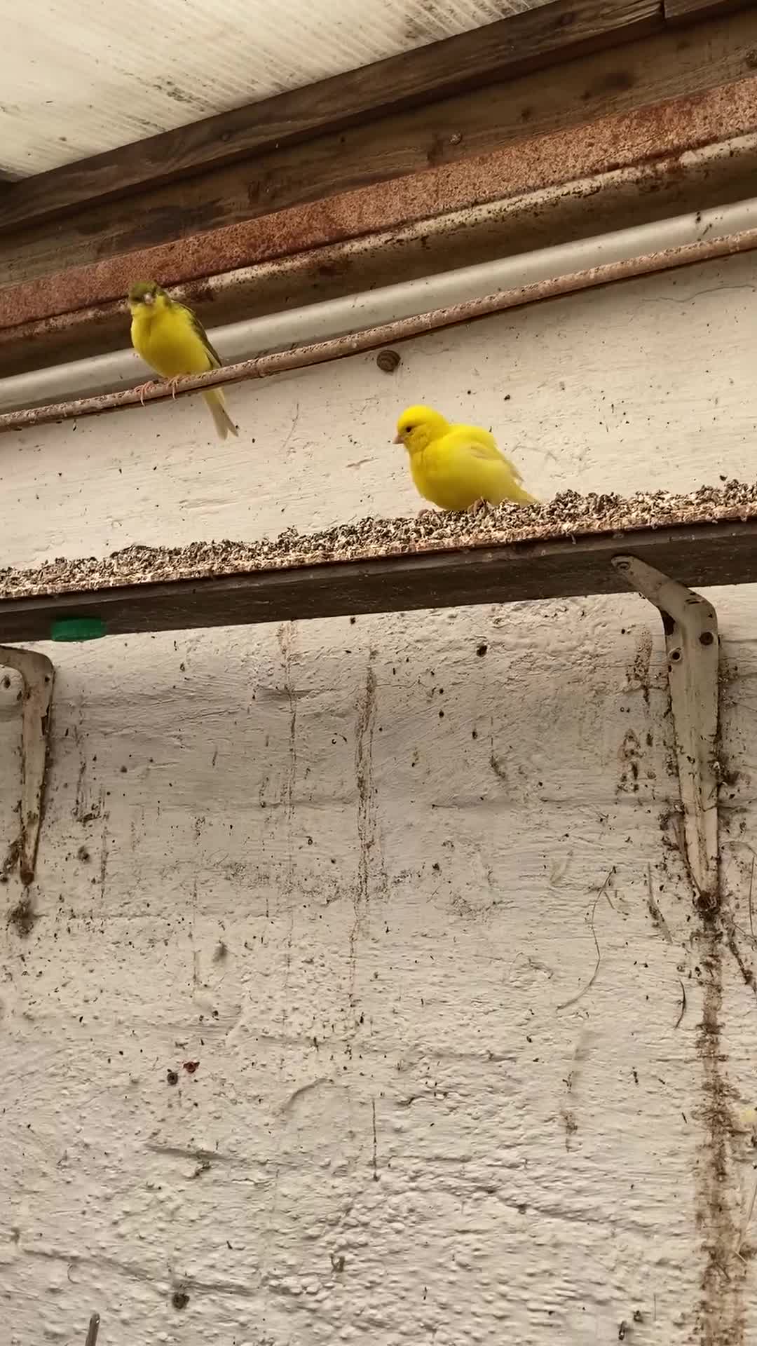 Canaries birds for sale: Free Canaries - Video 1