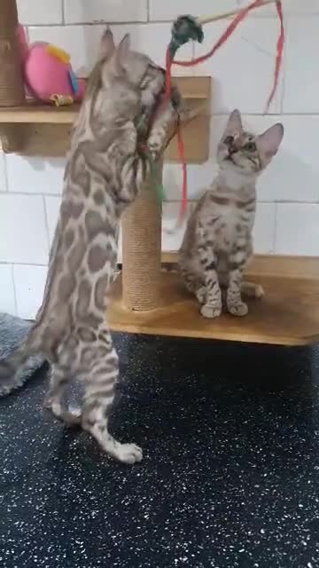 Bengal cats for sale: 🔥✨Pedigree TICA-Registered Bengals - Video 1