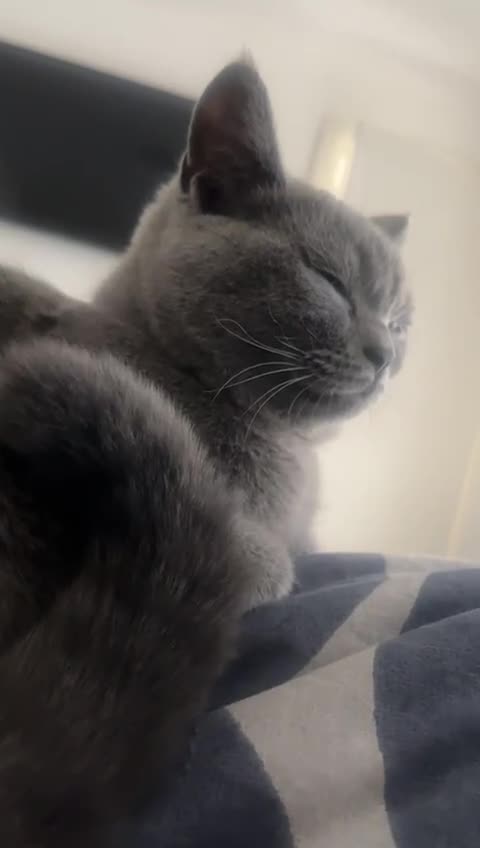 British Shorthair cats for sale: Grey/Blue British Shorthair - Video 1