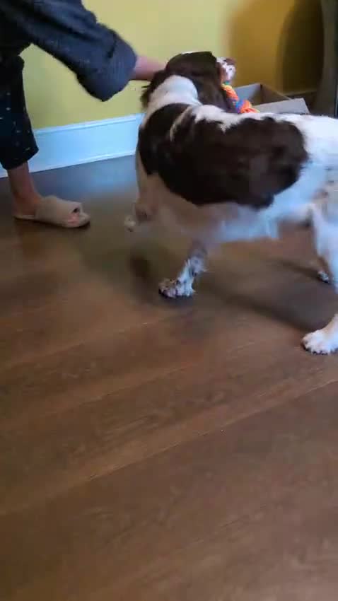 English Springer Spaniel dogs for adoption: 💙Tommy💙 2 yo Affectionate Lively Friendly boy in Gainsborough - Video 2