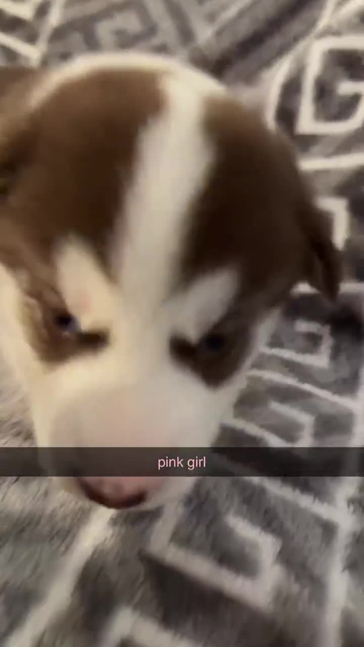 Siberian Husky dogs for sale: 4 beautiful husky puppy’s  in Seaham - Video 3