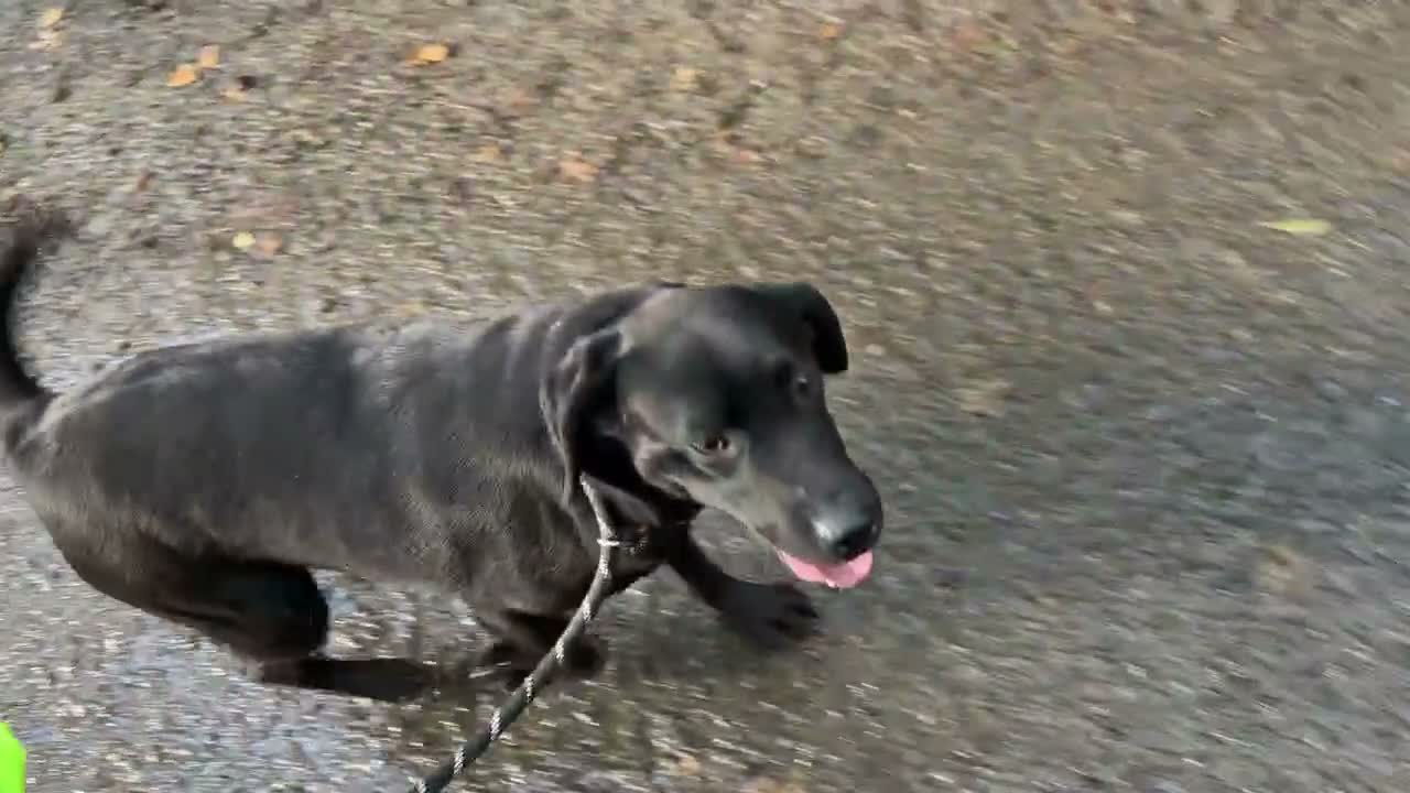 Labrador Retriever dogs for sale: Adult - KC Registered Labrador Retriever Female  - Video 2