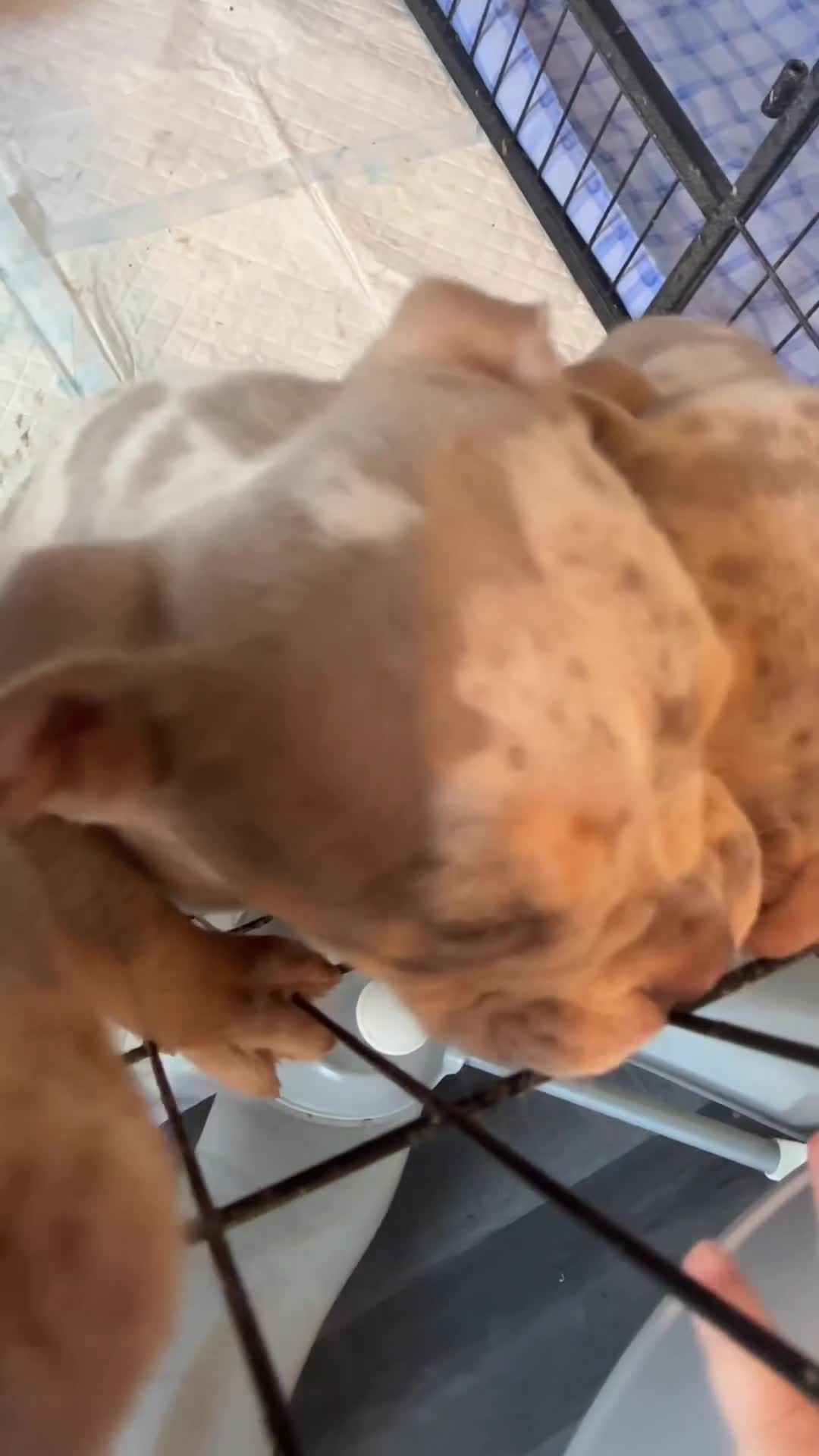 Olde English Bulldogge dogs for sale: Olde English bulldogge  - Video 1