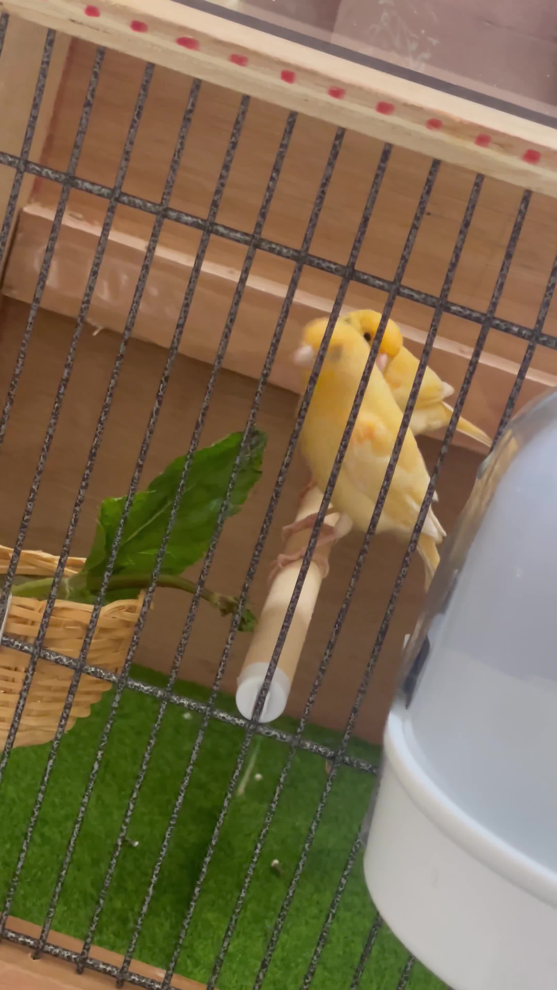 Canaries birds for sale: Young canaries  - Video 1