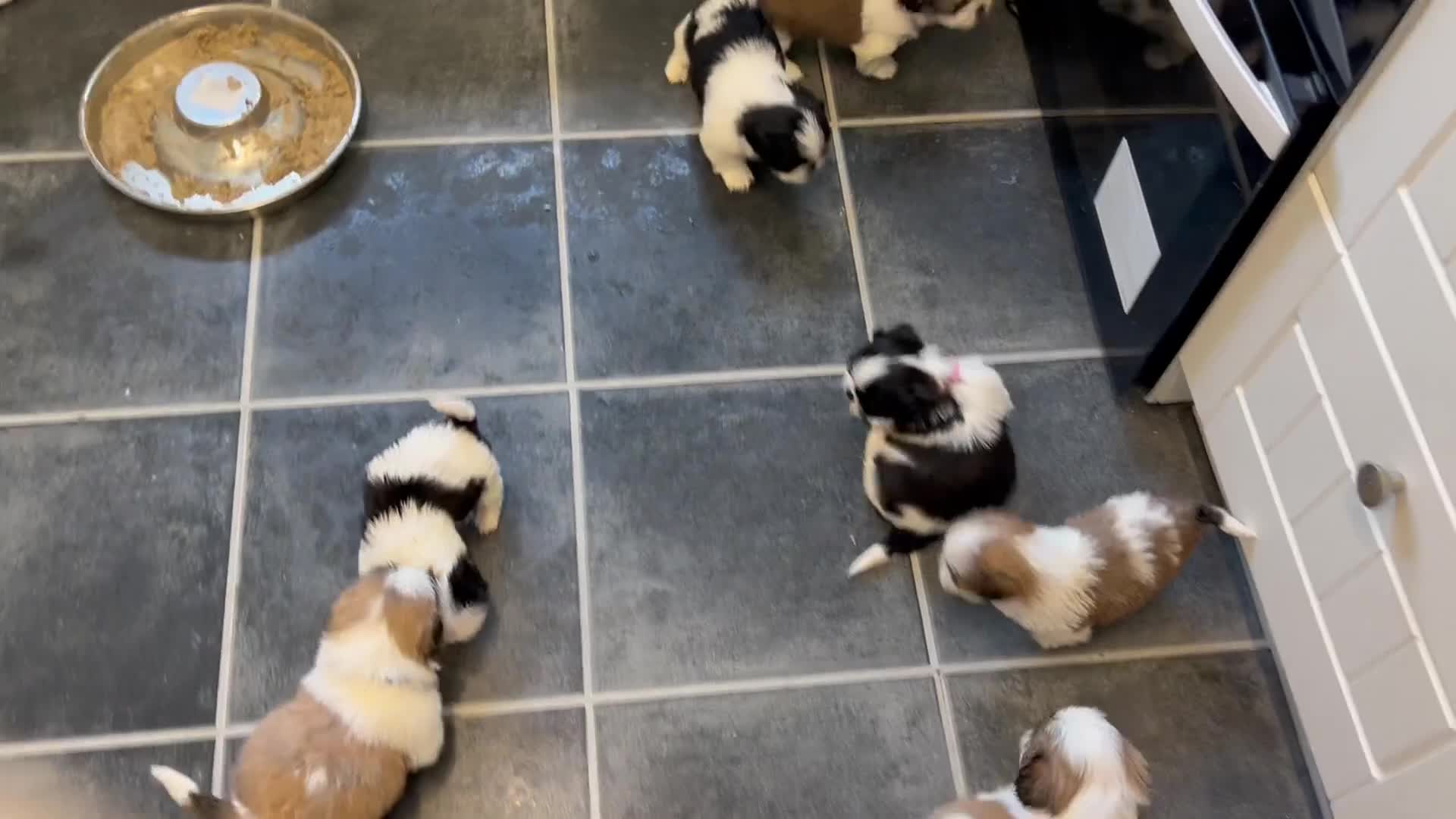 Shih Tzu dogs for sale: Shih tzu puppies for sale - Video 2